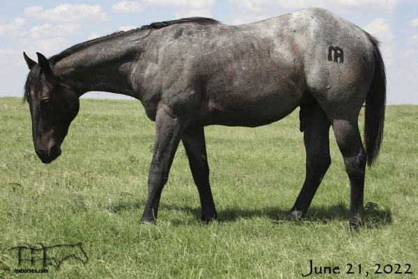 Blue Lou Dividend MA's 2021 Blue Roan Colt